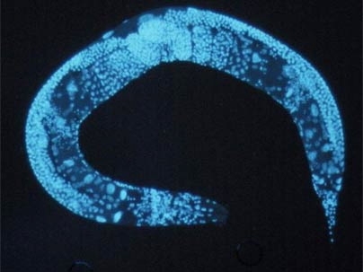 A team of scientists led by MIT professor David Bartel has discovered a new class of RNA molecules, termed 21U-RNAs, while studying the C. elegans worm, above.