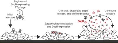 This diagram shows how an engineered virus,T7, destroys a biofilm composed of E. coli bacteria.