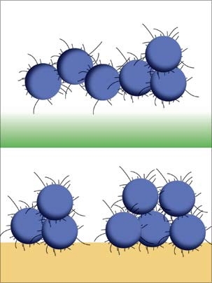 Bottom, bacteria stick to the stiffer surface. Top, researchers at MIT have manipulated the mechanical stiffness of polymer films, creating a surface that bacteria are less prone to stick to.