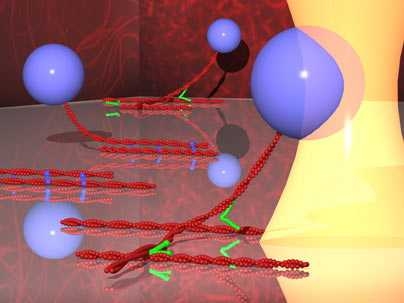 The strength of actin binding protein interactions cross-linking a surface bound and bead tethered actin filament are probed using force from an optical trap. Filamin in green which forms networks of actin filaments shown as a confocal image on the right and alpha-actinin in blue which bundles actin filaments, shown as an image on the left, were probed using this assay configuration.