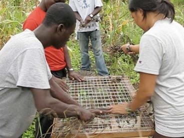 Members of the IDDS team work with a Ghanian villager to test a prototype of the threshing device they developed.
