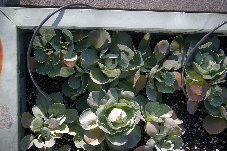 A watering hose winds through one of the rooftop’s 74 planter boxes. Hale and Wall installed the automated irrigation system after a grueling season of lugging water buckets to each planter box.