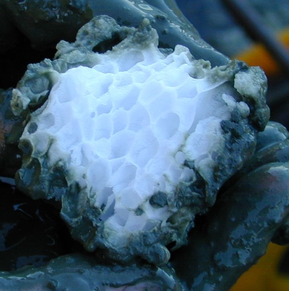 A block of a gas hydrate (methane clathrate) recovered from seafloor sediments off the Oregon coast.