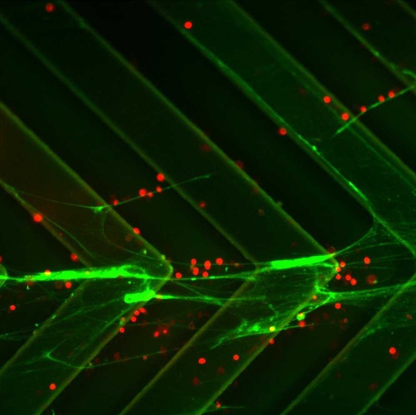 Cells traveling through a microfluidic device can be trapped by strands of DNA (green).