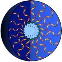 A schematic drawing of the molecular vaccine. The fatty
acid tails cluster in the center, while the vaccine molecules face outward.