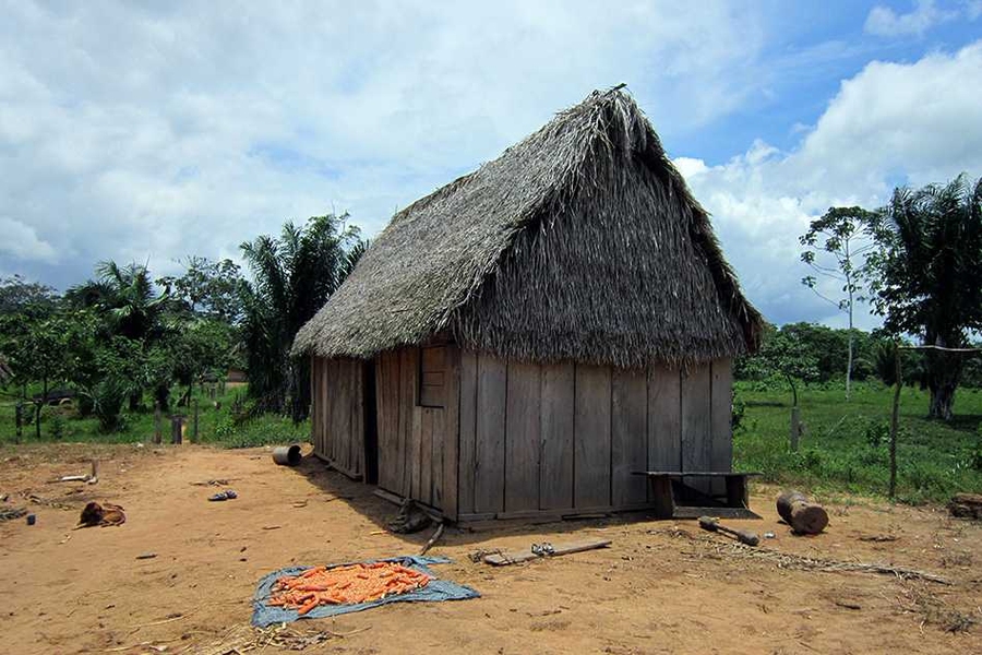 A village house in the Bolivian rainforest, where about 13,000 Tsimane' people live as foragers and farmers.