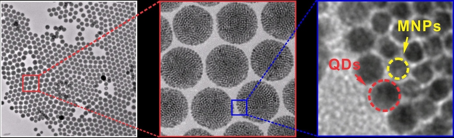 TEM images at increasing resolution show the structure of the core-shell supernanoparticles developed by the researchers. Fluorescent quantum dots (QDs) form a shell around a core of magnetic nanoparticles (MNPs).