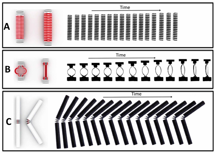 Time-lapse photos of three basic components of self-assembling materials, changing shape after being immersed in water. The top two are expanding "linear actuators," the bottom one a self-folding hinge.