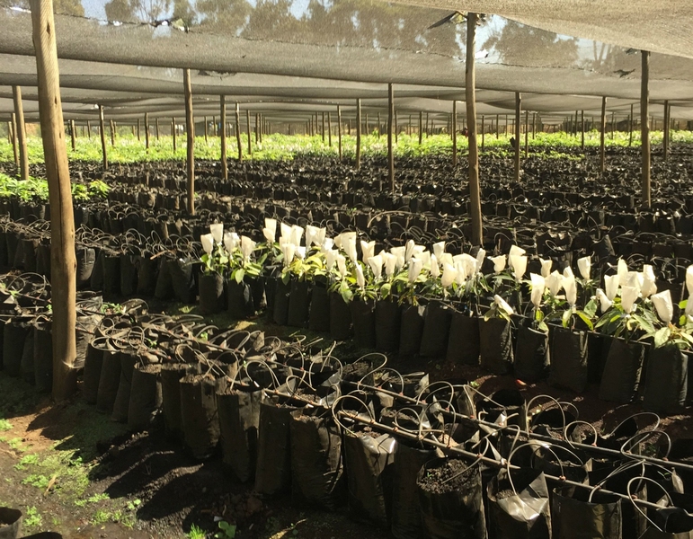 New D-Lab Scale-Ups fellow Sidhanth Kamath MBA ’15 is a co-founder of GreenPath Food and its general manager. GreenPath is tackling challenges of food supply in Ethiopia by assisting smallholder farmers with the technologies and expertise needed for them to transition to high-yield sustainable agriculture techniques known as permaculture. A partner avocado nursery is pictured here.