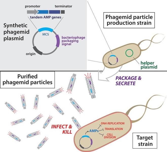 Overview of antibacterial phagemid construction. Phagemid plasmids are first transformed into a production strain harboring a helper plasmid. Next, secreted phagemid particles are isolated from the production strain and purified. Resulting engineered phagemid particles are then used to infect target bacteria.