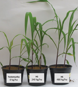 Greenhouse tests conducted by Embrapa Cerrado in Brazil show higher amounts of syenite fertilizer (right), promote faster growth. Antoine Allanore, the Thomas B. King Assistant Professor of Metallurgy at MIT, developed the potash alternative from Brazilian feldspar.