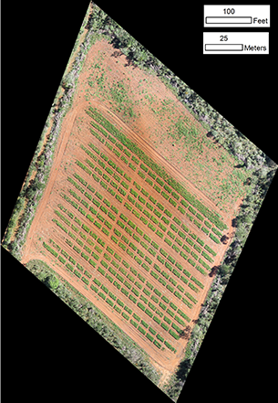 An image shot from an aerial drone shows plots where agronomy researchers at Embrapa in Brazil are testing in the field a new potash fertilizer, derived from potassium feldspar. Antoine Allanore, the Thomas B. King Assistant Professor of Metallurgy at MIT, developed the potash alternative from Brazilian feldspar.