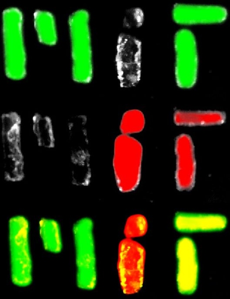 In this image, microRNA nanoparticles light up green or red when they encounter their target.