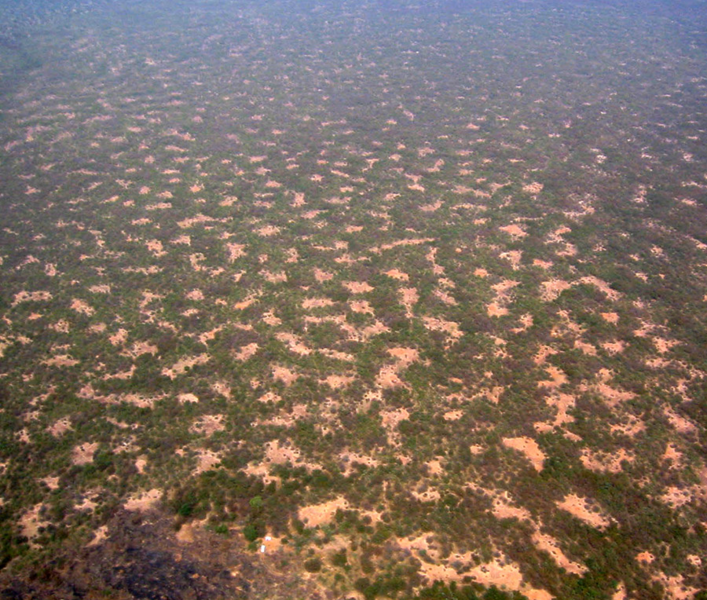 Natural systems such as grasslands form clusters, or patches, that bolster resilience under stress. Here, an aerial view of a gapped bush plateau in the Nigerian part of W regional park shows average distance between two successive gaps in the vegetation of 50 meters.