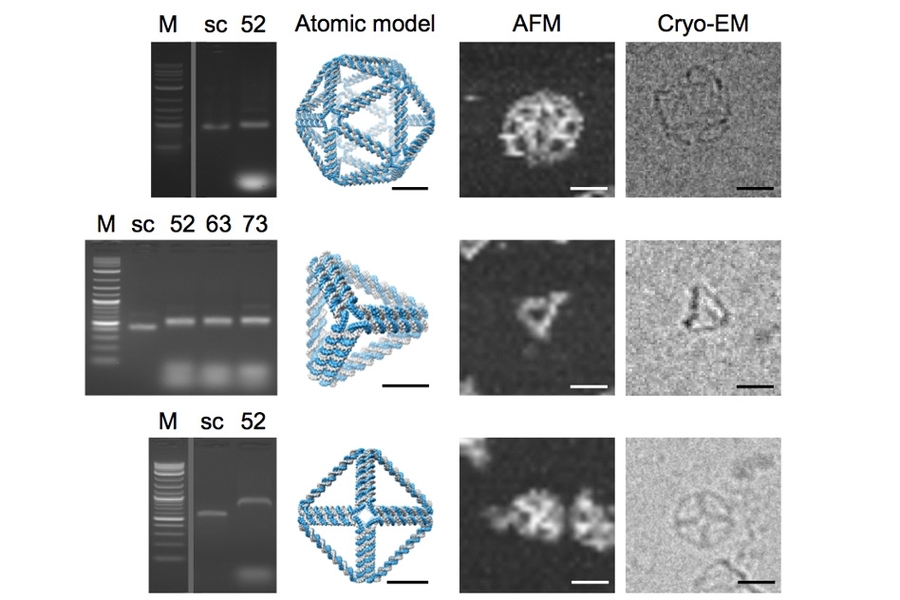 “The current work provides a complete pipeline, starting from a 3-D form, and arriving at a DNA design and a corresponding predicted atomic model which can be compared quantitatively with experiments,” says MIT's Mark Bathe.