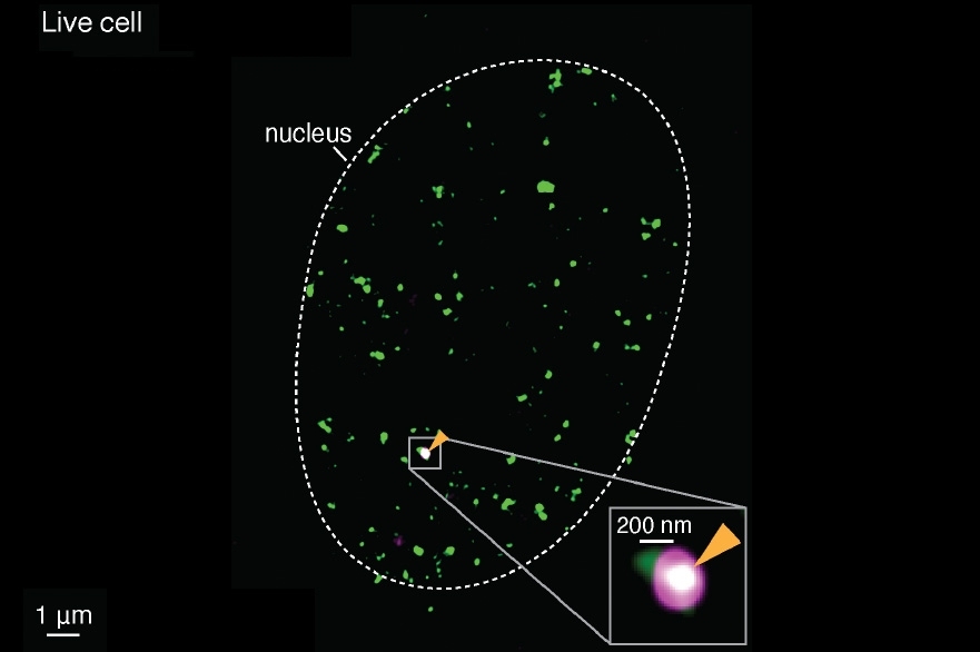 By merging two super-resolved images of a single gene (magneta) and Pol II enzymes (green), scientists could see clusters of enzymes, as well as mRNA (white), forming on the same active gene, in live cells.