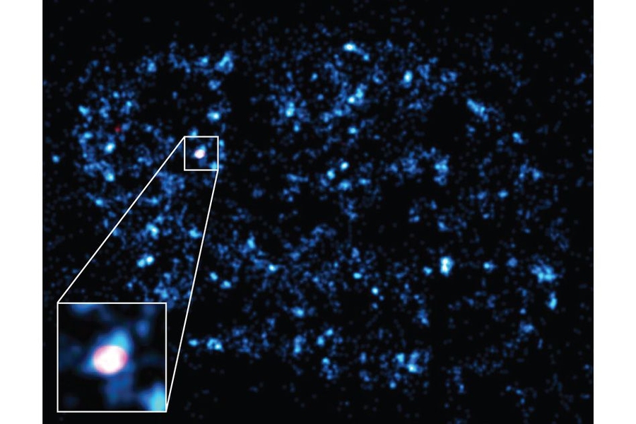 Dual-color super-resolution imaging reveals Pol II clusters (cyan blue) in the nucleus of a living cell. At this instant, a cluster of Pol II is captured on the active beta-actin gene locus (red).
