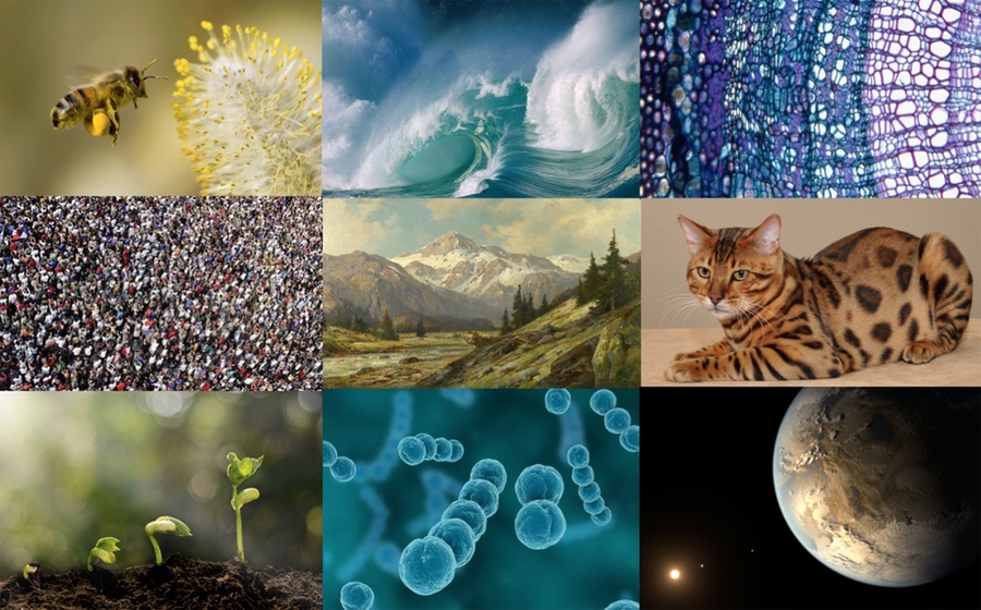 The term “wild,” is receiving renewed attention from academics and popular authors alike. MIT historian Harriet Ritvo notes that even those who are critical of the term employ it frequently, and that most of us remain uncertain of the word's conceptual parameters. Thus, a major goal of the workshop was to "tease apart" this ambiguous "multivalent term."