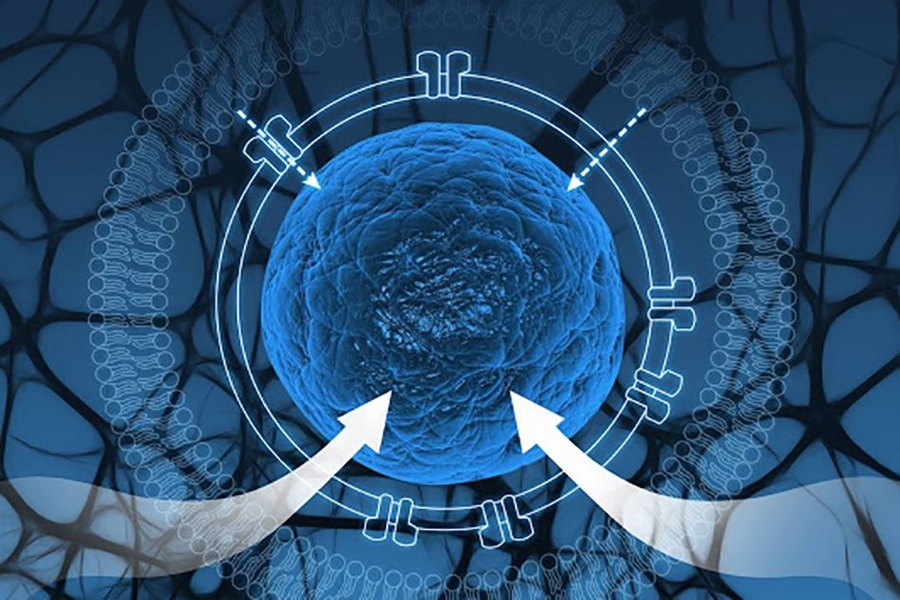 MIT researchers have developed a way to isolate genetic circuits within individual synthetic “cells,” preventing the circuits from disrupting each other.