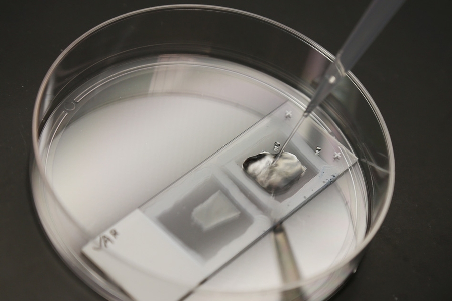 This expansion allows researchers to see features with a conventional light microscope that ordinarily could be seen only with an expensive, high-resolution electron microscope. It also reveals additional molecular information that the electron microscope cannot provide.