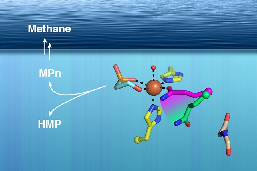 MIT scientists have determined the structure of an enzyme that is found in ocean microbes and can produce a precursor to methane.