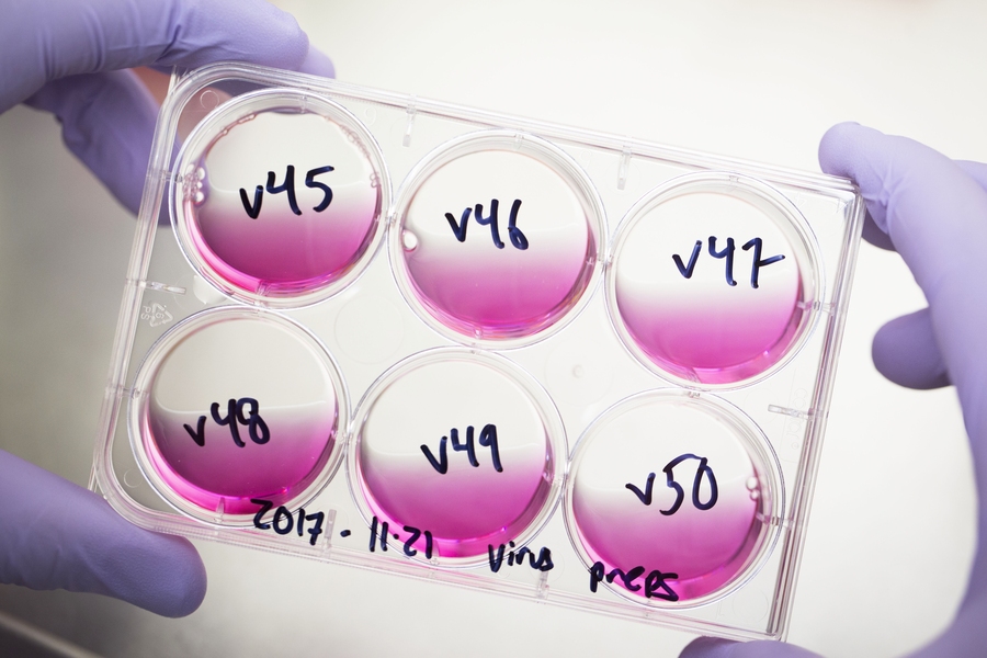 Domitilla Del Vecchio’s lab uses viruses to deliver synthetic DNA to somatic cells with the aim of turning them into stem cells.