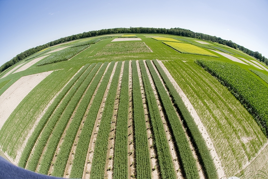 At Michigan State University’s W. K. Kellogg Biological Station, Great Lakes Bioenergy Research Center researchers are evaluating the performance of a variety of novel bioenergy crop production systems for crop yield and quality, impacts on microbial-plant interactions, biogeochemical and biodiversity responses and water use.