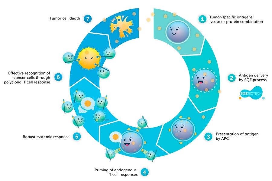 To engineer cell functions, SQZ Biotech uses tiny channels on a microfluidic chip to squeeze cells so they can be penetrated by specific molecules. Pictured, the company's rendering of its cell-squeezing therapeutic process leveraging antigen presenting cells.