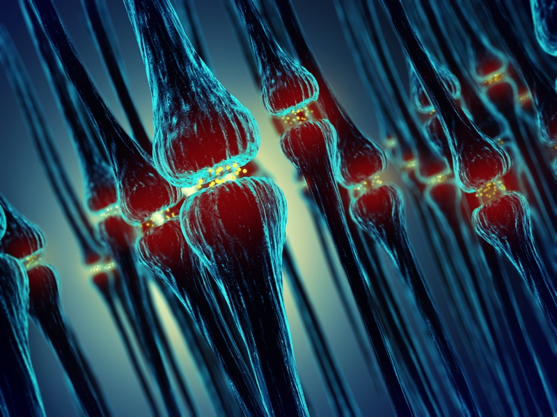 A new study has found that the protein SAP102 plays a unique role in transmission across neural connections, or synapses.