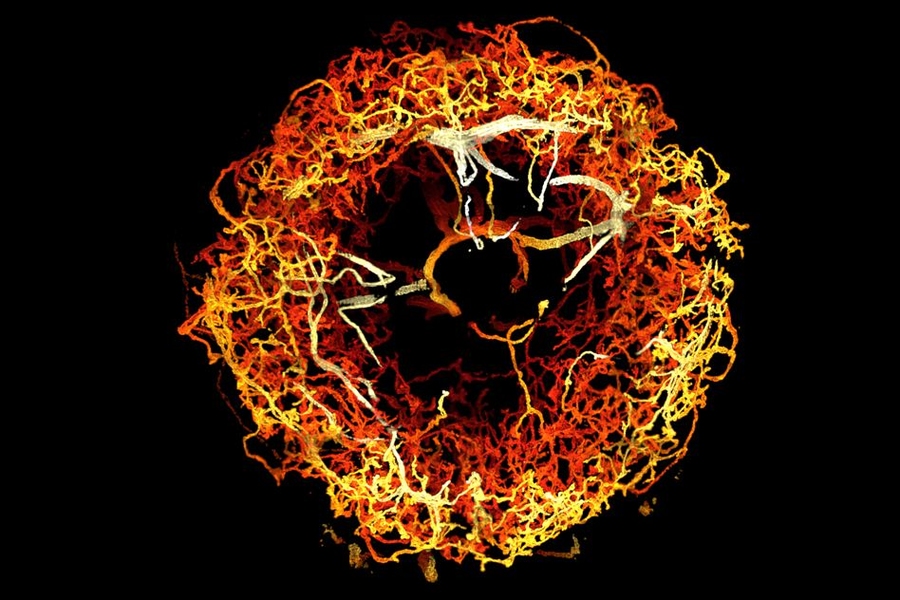 Dopaminergic neurons in the ellipsoid body of a fruit fly brain, color-coded by 3D depth.