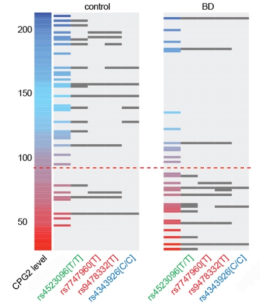 In this data visualization, each horizontal line is an individual. Those with bipolar disorder were more likely to be on the lower end of the CPG2 protein expression scale, and more likely to have gene variants that reduced expression.