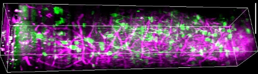 A 3-D rendering of mouse visual cortex stretching from the surface at left to the subplate on the right. The green color represents calcium signals of neural activity and magenta represents blood vessels and myelin fibers in the white matter.