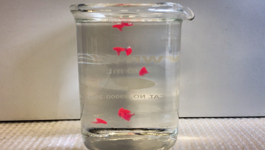 MIT chemical engineers have devised a way to convert liquid nanoemulsions into solid gels. These gels (red) form almost instantaneously when drops of the liquid emulsion enter warm water.