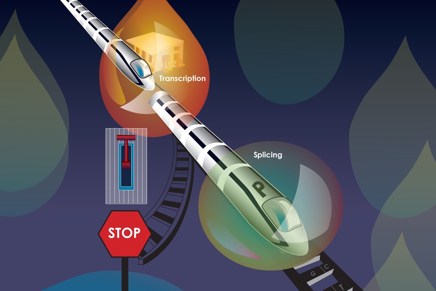 Illustration of train on DNA between condensate droplets