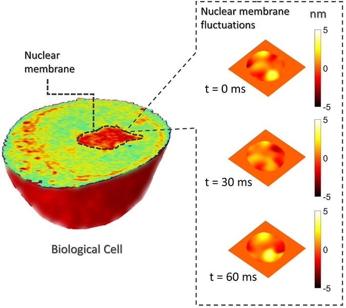 Measuring sub-nanometer membrane fluctuations for nuclear mechanics.