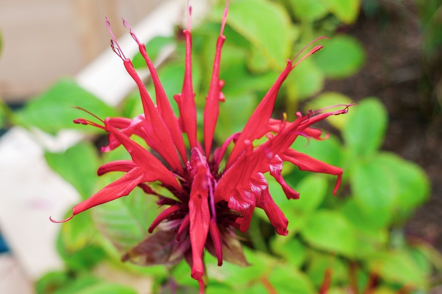 Bee balm is one of the many pollinator-attracting plants in The Hive.