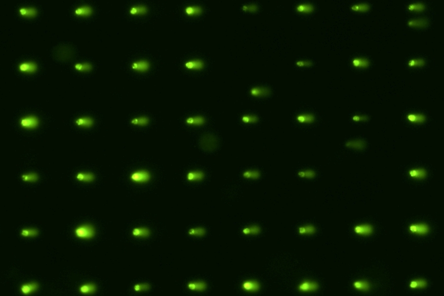 MIT biological engineers developed a test that can reveal high levels of DNA damage in human cells.