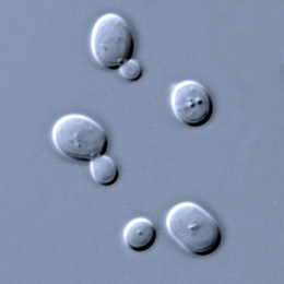 MIT chemical engineers have shown that some populations of yeast engineered to produce drugs secrete large quantities of the drug, while others lag behind, even though the yeast are genetically identical.
