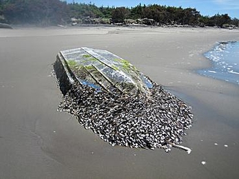 This barnacle-covered Japanese fishing boat washed up on the coast of the state of Washington in the summer of 2012. 