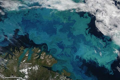 A coccolithophore bloom north of the Scandinavian peninsula, as seen from space. Ocean currents and eddies can be seen in the swirls of aquamarine water. 