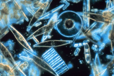 Marine diatoms, a common type of phytoplankton.