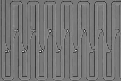 To track the family history for a single cell, researchers engineered a microfluidic device that traps first an individual cell and then all of its descendants. The device has several connected channels, each of which has a trapping pocket used to capture single cells in precise locations. After the initial cell grows and divides, its progeny float downstream and are captured in the next available...