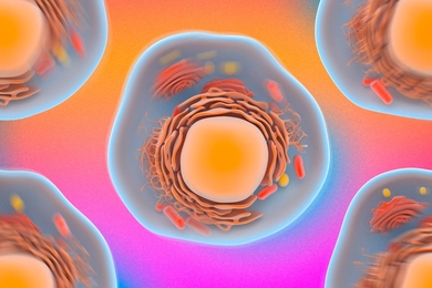 MIT engineers have devised a way to assess a cell’s mechanical properties simply by observation. The researchers use standard confocal microscopy to zero in on the constant, jiggling motions of a cell’s particles.
