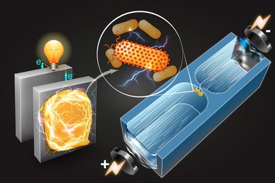 A microfluidic technique quickly sorts bacteria based on their capability to generate electricity.