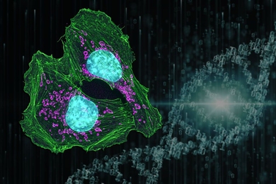 MIT biologists have identified a drug that blocks a DNA repair pathway used by cancer cells, making them more susceptible to chemotherapy drugs that damage DNA.