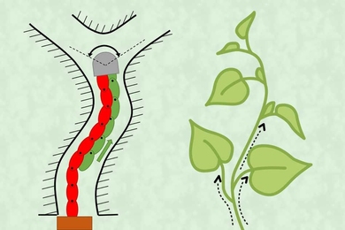 MIT engineers identified “functional elements” in plant growth that they realized in the design of a physical robot. In a plant (right), “fluidized material,” in the form of nutrients, flow up to the tip, where they convert into solid material, in the form of the plant’s stem. The design basis (left) for the new robot works similar, with fluidized material, in the form of a flexible chai...
