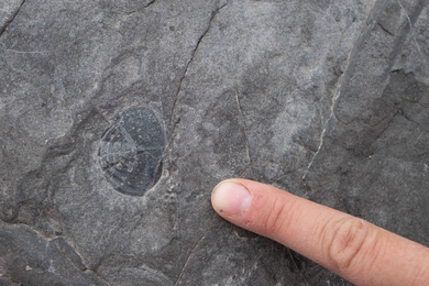 Photo of gray rock with a trilobite fossil (~1 inch wide) embedded, and a human finger pointing to it