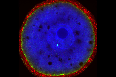 Colorful image of fertilized mouse embryo looks like a deep blue sphere with some inclusions, encased in a bright green layer and a red layer