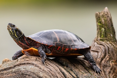 Photo of a painted turtle craning its neck upward as it rests on a log.