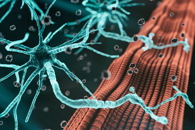 Rendering shows a motor neuron reaching out with nerve endings onto a muscle fiber.